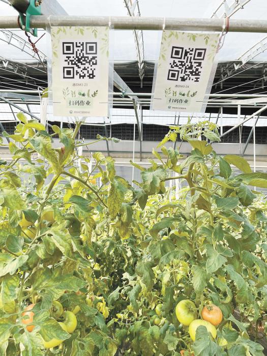智慧大棚工人通過掃描二維碼，便可查詢當(dāng)前的作業(yè)情況?！吨袊侣劇穲?bào) 魏寒冰 攝