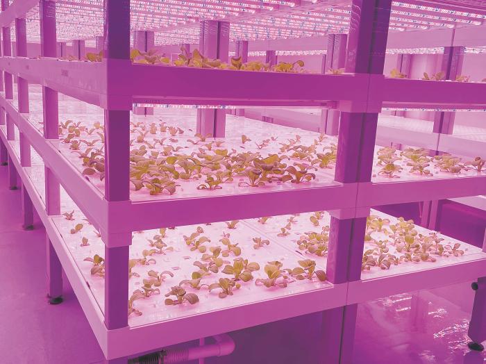 在物美植物工廠里，通過LED燈的照射，蔬菜散發(fā)勃勃生機(jī)。受訪者供圖